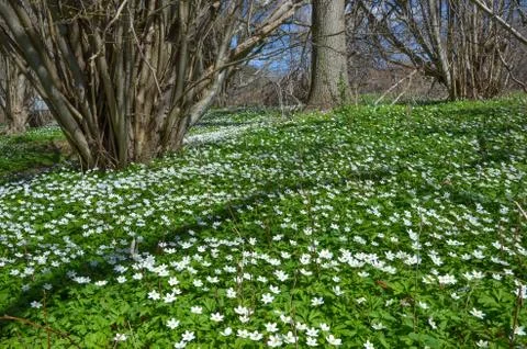 Springtime anemones Stock Photos