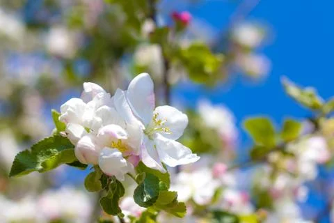 Springtime apple blossom tree Foto stock