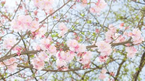 Springtime apple flowering tree with fresh leaves and pink flowers Stock Photos