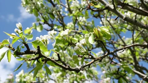 Springtime Apple Orchard Branches with White Blossom against a Clear Blue Sky Video stock 332939887