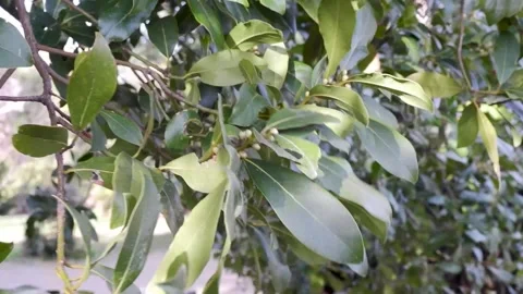 Springtime Apple Tree Blossoms Stock Footage 311253844