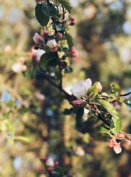 Springtime - an apple tree branch with flowers Stock Photos