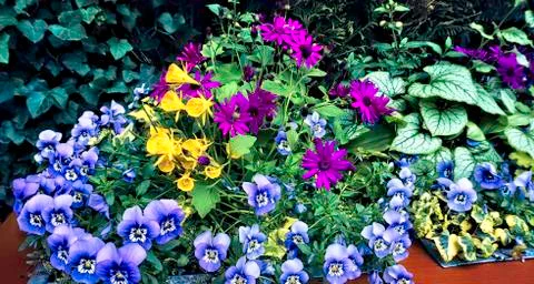 Springtime Assortment of Flowers. Foto stock