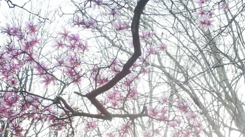 Springtime atmosphere :  magnolia tree in bloom at sunset Stock-Footage 107009443