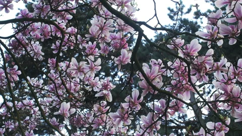 Springtime atmosphere :  magnolia tree in bloom at sunset Stock Footage 107010139
