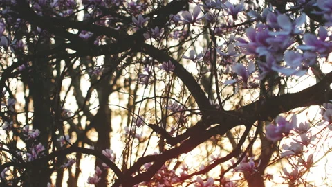Springtime atmosphere :  magnolia tree in bloom at sunset Stock-Footage 107010885