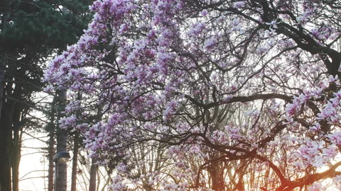 Springtime atmosphere :  magnolia tree in bloom at sunset Stock-Footage 107011105
