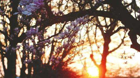 Springtime atmosphere :  magnolia tree in bloom at sunset Stock-Footage 107011185