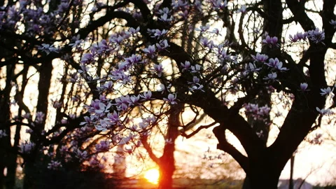 Springtime atmosphere :  magnolia tree in bloom at sunset Stock-Footage 107011387