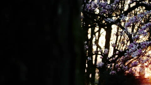 Springtime atmosphere :  magnolia tree in bloom at sunset Stock-Footage 107011575