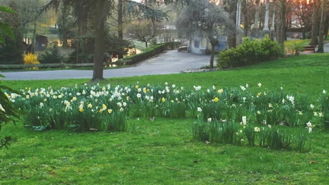 Springtime atmosphere in a public park at sunset Stock Footage 107009302