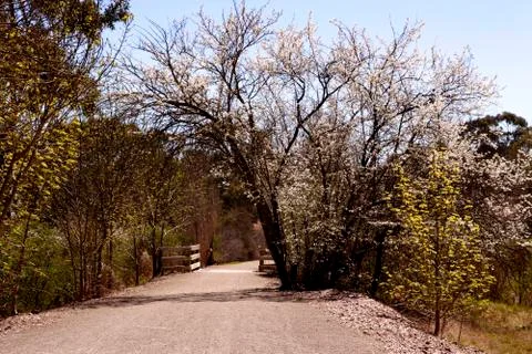 Springtime in Australia Stock Photos