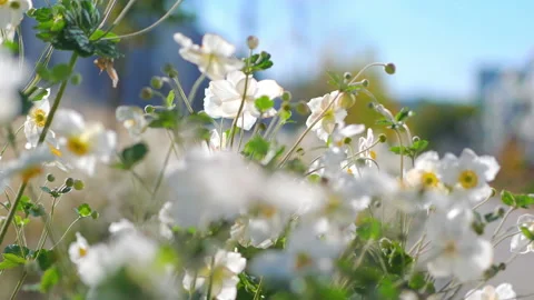 Springtime awakening of nature background in 4k slow motion 60fps Stock-Footage 164585131