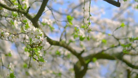 Springtime awakening of nature backgroun... | Stock Video | Pond5