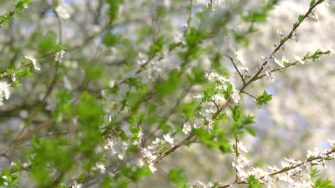 Springtime awakening of nature backgroun... | Stock Video | Pond5