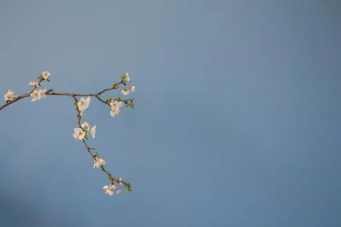 Springtime backdrop with white spring flowers blooming branch on blue wall ba Stock Photos