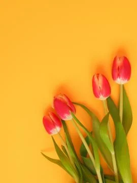 Springtime background with beautiful tulips Stock Photos