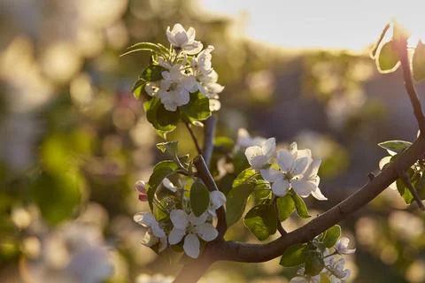 Springtime background. Branch of apricot blooming at sunset. Copy space Stock Photos
