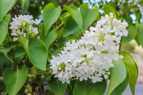 Springtime background with branch of blooming white lilac flowers Stock Photos