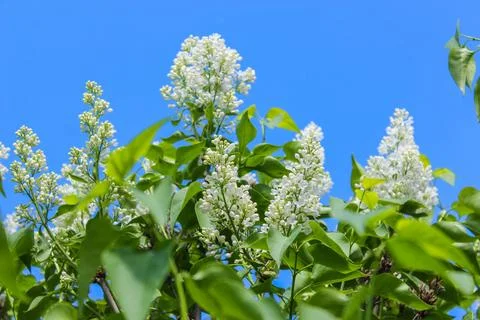 Springtime background with branch of blooming white lilac flowers Stock Photos