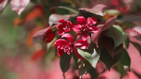 Springtime background. Closeup of crab apple tree branch with red blossoms. Stock Footage 295191996