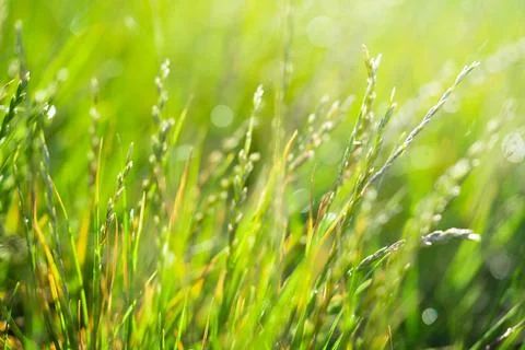 Springtime background with defocused lights, selective focus. Stock Photos