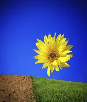 Springtime background Foto stock
