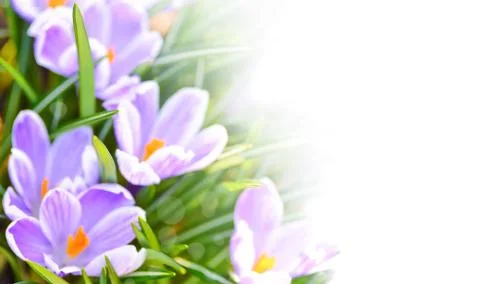 Springtime banner template Stock Photos