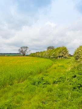 Springtime barley Stock Photos