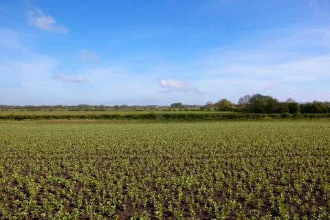 Springtime bean field Stock Photos