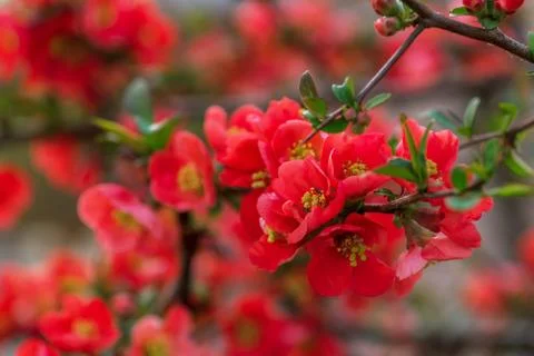 Springtime. Beautiful blossom tree. Stock Photos