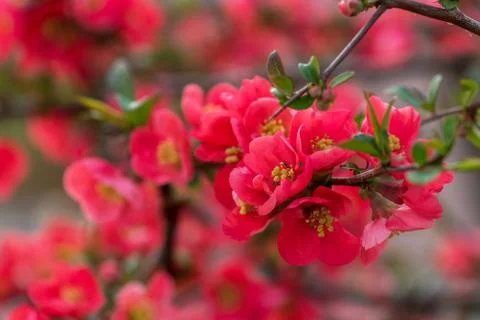 Springtime. Beautiful blossom tree. Stock Photos