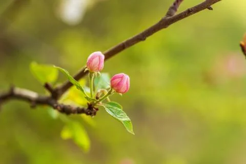 Springtime. Beautiful blossom tree. Stock Photos