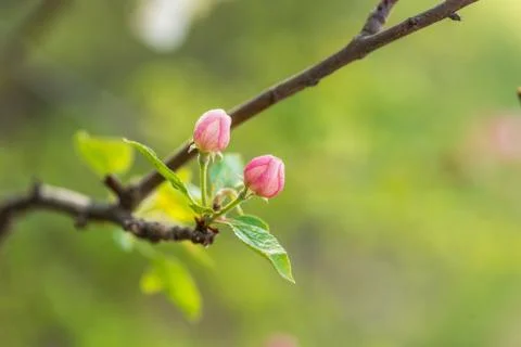 Springtime. Beautiful blossom tree. Stock Photos