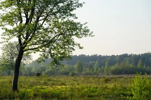 Springtime in a beautiful grassland Stock Photos