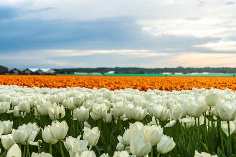 Springtime with beautiful white and red tulips flowers ,Netherlands. Stock Photos