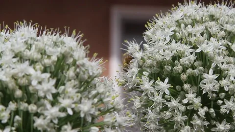 Springtime Bee in two onion blooms Vídeo Stock 76593919