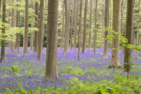 Springtime in a belgian forest Stock Photos