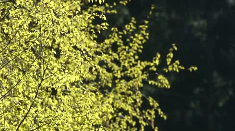 Springtime Birch Stock Footage