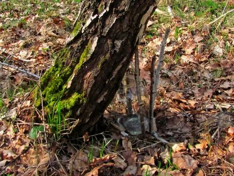 Springtime Birch Sap Collection Stock Photos