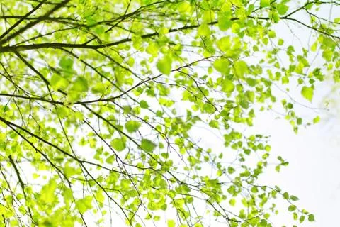 Springtime birch tree branch Stock Photos