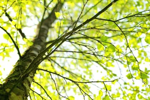 Springtime birch tree branch Stock Photos