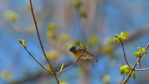 Springtime Birds Migration Northern Parula Warbler 4K Video stock 307124181