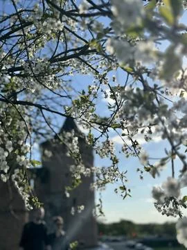 Springtime Bliss: Apple Blossoms in Full Bloom Stock-Fotos