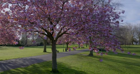Springtime Bliss at Pittencrief Park: Cherry Blossoms in Full Bloom Stock Footage 295429452