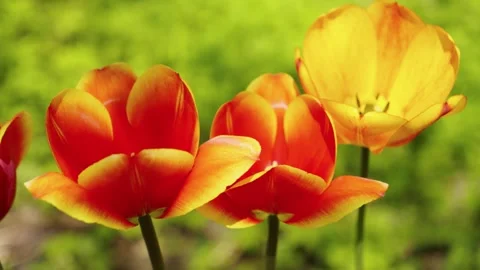 Springtime Bloom And Growth Concept, nature, garden, tulips, flowers Vidéo 334608302