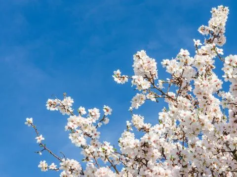 Springtime bloom of apricot tree against blue sky Foto stock