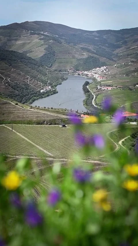 Springtime Bloom by the Douro River, Portugal Stock Footage 304827886