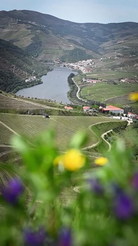 Springtime Bloom by the Douro River, Portugal Stock Footage 304827926
