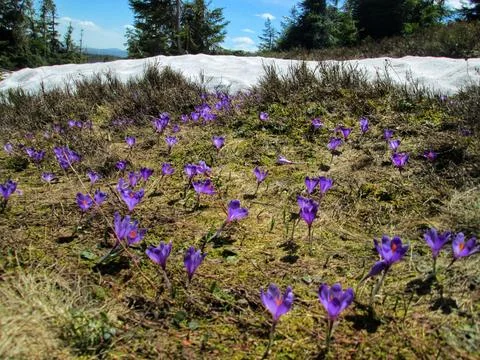 Springtime Bloom of Heuffel's Crocus in Mountainous Terrain Stock Photos
